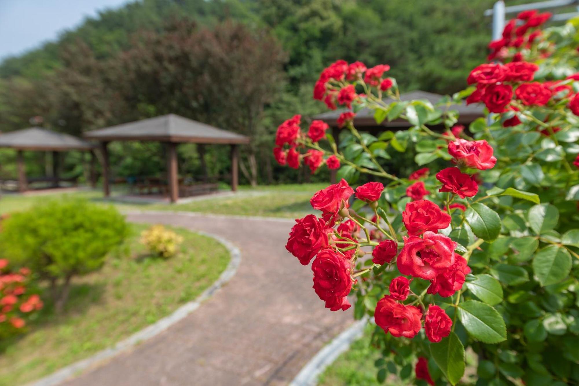 Gangneung Yasaenghwa Maeul Hotel Exterior foto